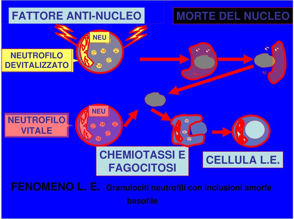 CHEMIOTASSI E FAGOCITOSI CELLULA L.E. FENOMENO L.