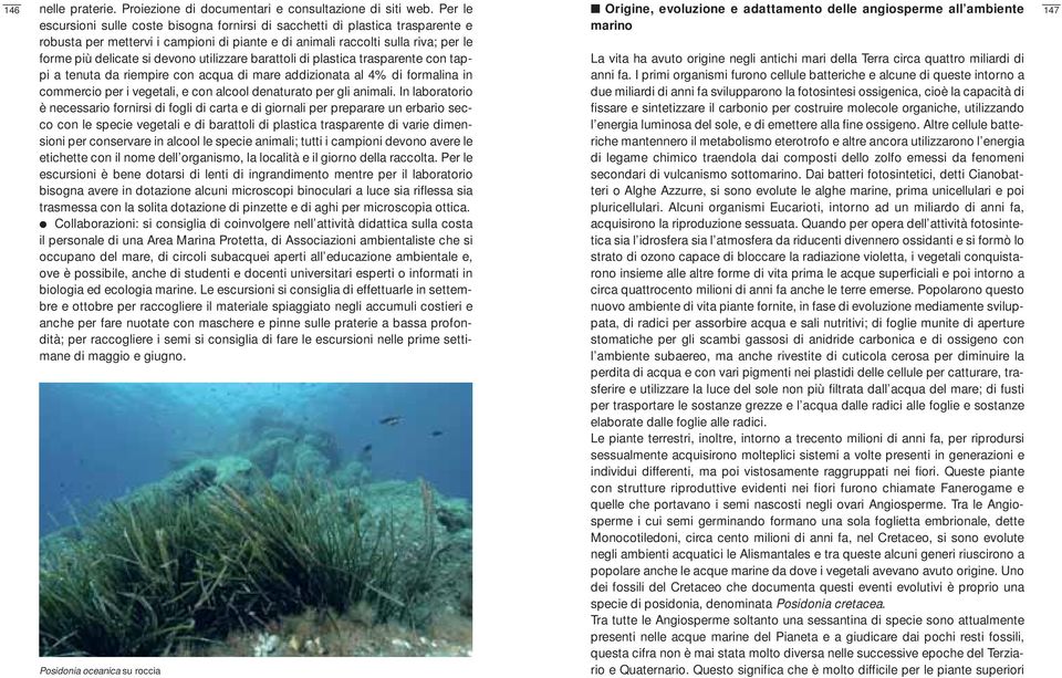 utilizzare barattoli di plastica trasparente con tappi a tenuta da riempire con acqua di mare addizionata al 4% di formalina in commercio per i vegetali, e con alcool denaturato per gli animali.