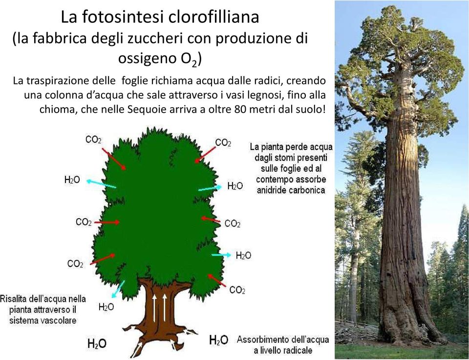 acqua che sale attraverso i vasi legnosi, fino alla chioma, che nelle Sequoie arriva a