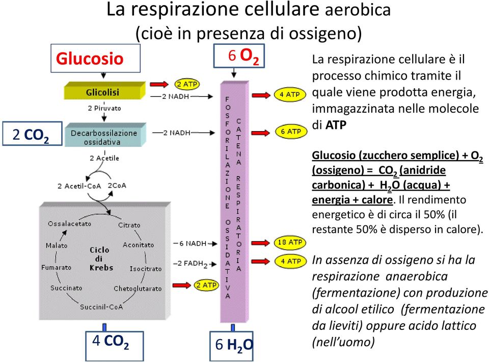 O (acqua) + energia + calore. Il rendimento energetico è di circa il 50% (il restante 50% è disperso in calore).