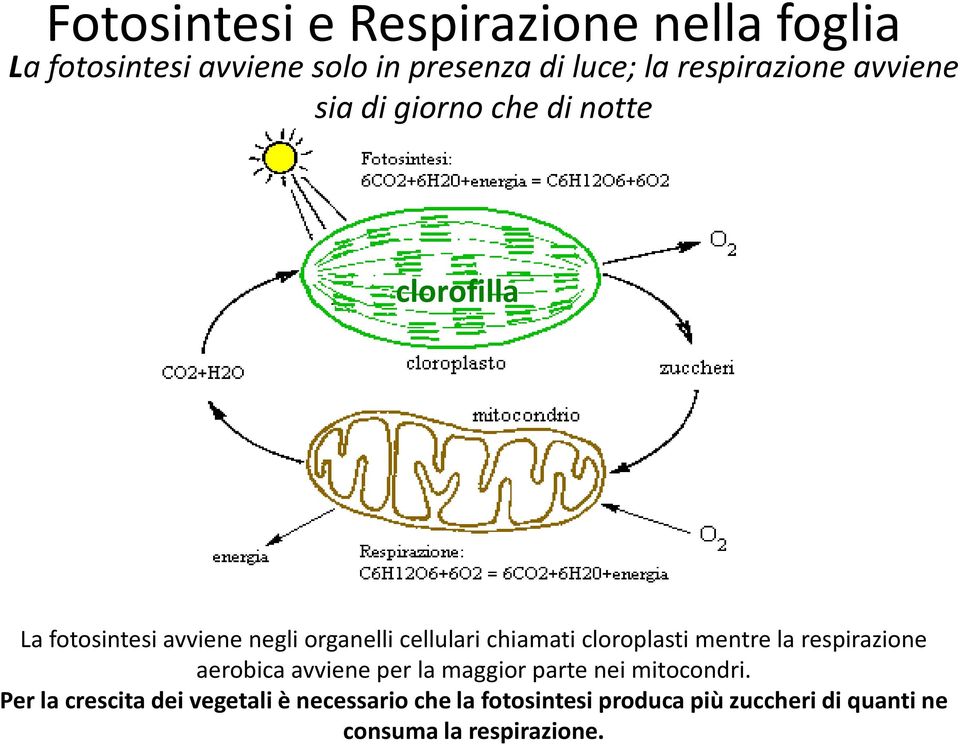 organellicellulari chiamati cloroplasti mentre la respirazione aerobica avviene per la maggior parte