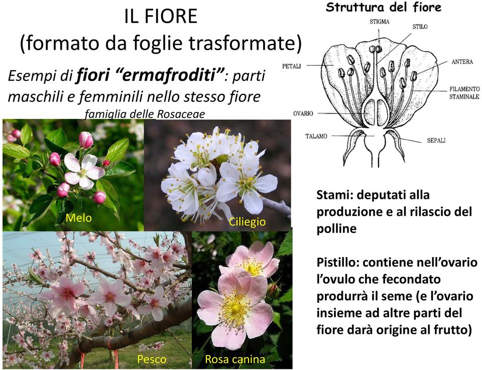 produzione e al rilascio del polline Pistillo: contiene nell ovario l ovulo che fecondato