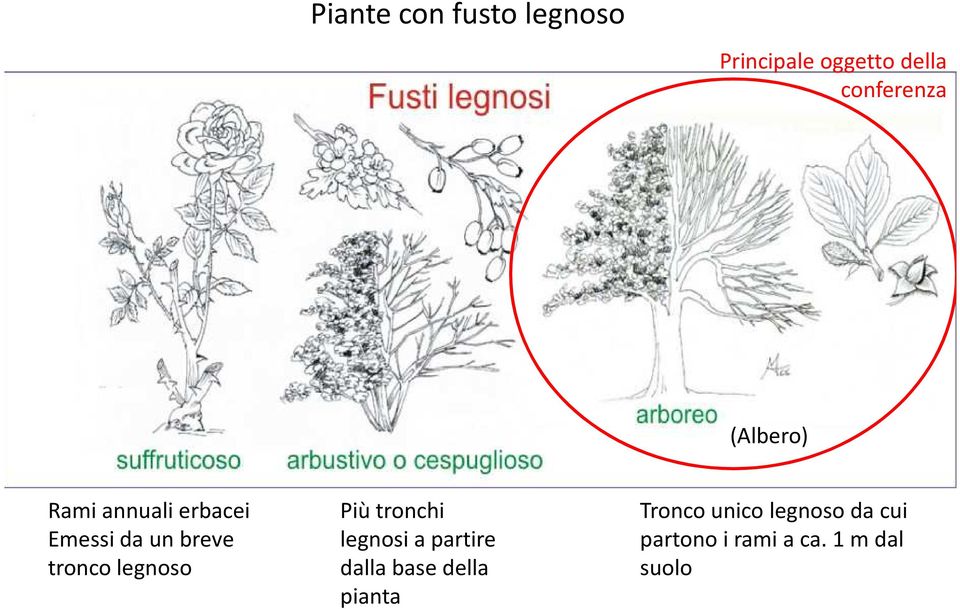 legnoso Più tronchi legnosi a partire dalla base della