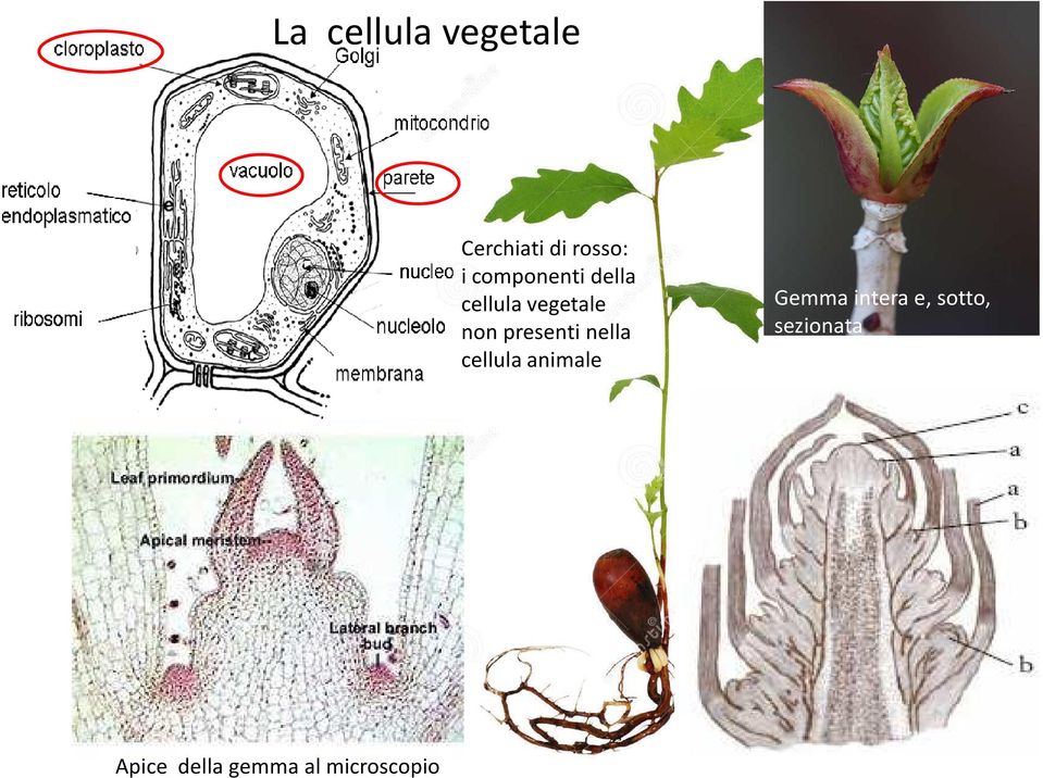 presenti nella cellula animale Gemma intera