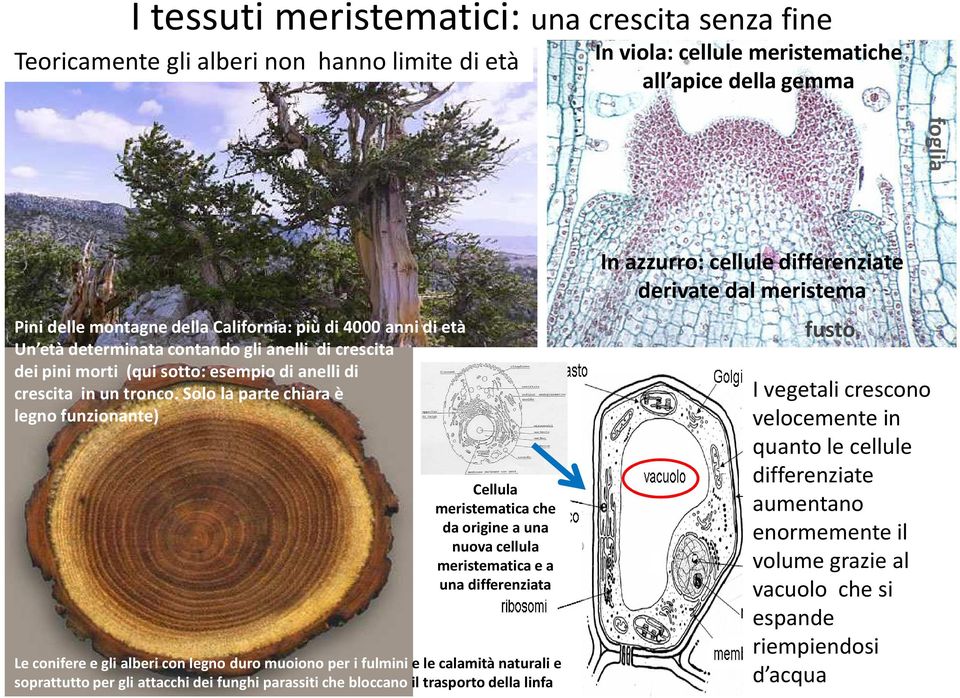 Solo la parte chiara è legno funzionante) Cellula meristematica che da origine a una nuova cellula meristematica e a una differenziata Le conifere e gli alberi con legno duro muoiono per i fulmini e