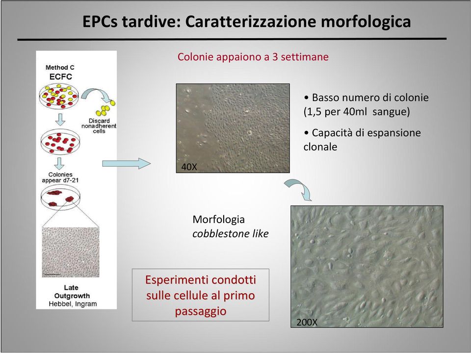 sangue) Capacità di espansione clonale Morfologia