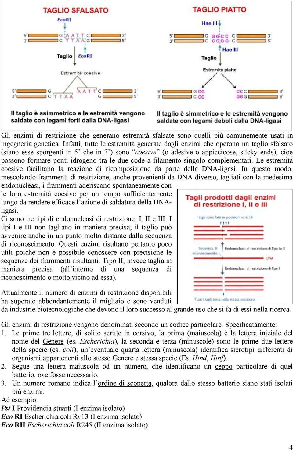 idrogeno tra le due code a filamento singolo complementari. Le estremità coesive facilitano la reazione di ricomposizione da parte della DNA-ligasi.