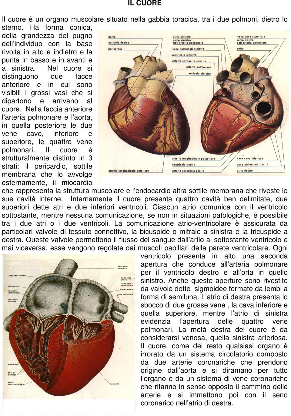 Nel cuore si distinguono due facce anteriore e in cui sono visibili i grossi vasi che si dipartono e arrivano al cuore.