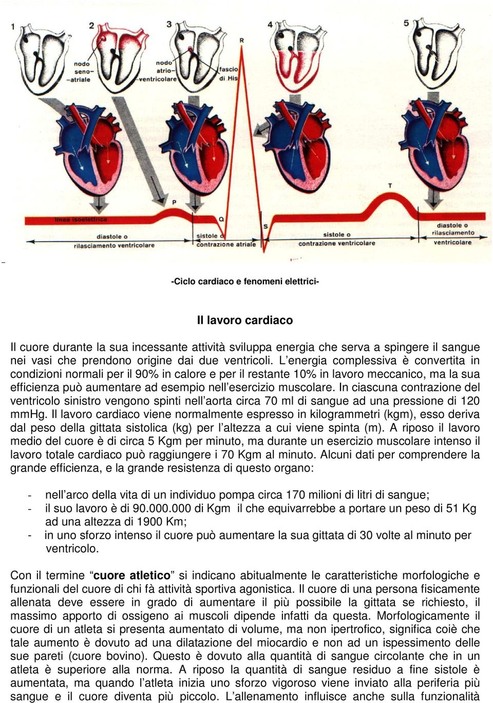 In ciascuna contrazione del ventricolo sinistro vengono spinti nell aorta circa 70 ml di sangue ad una pressione di 120 mmhg.