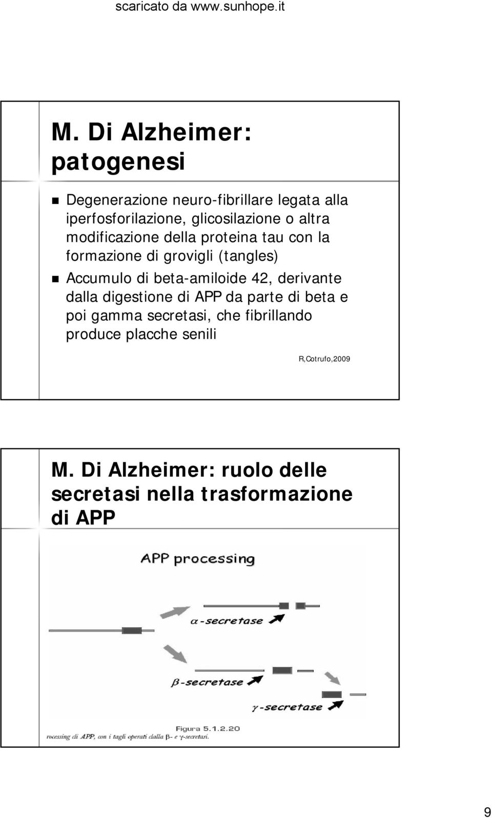 Accumulo di beta-amiloide 42, derivante dalla digestione di APP da parte di beta e poi gamma secretasi,