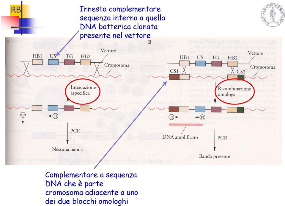 vettore Complementare a sequenza DNA che è