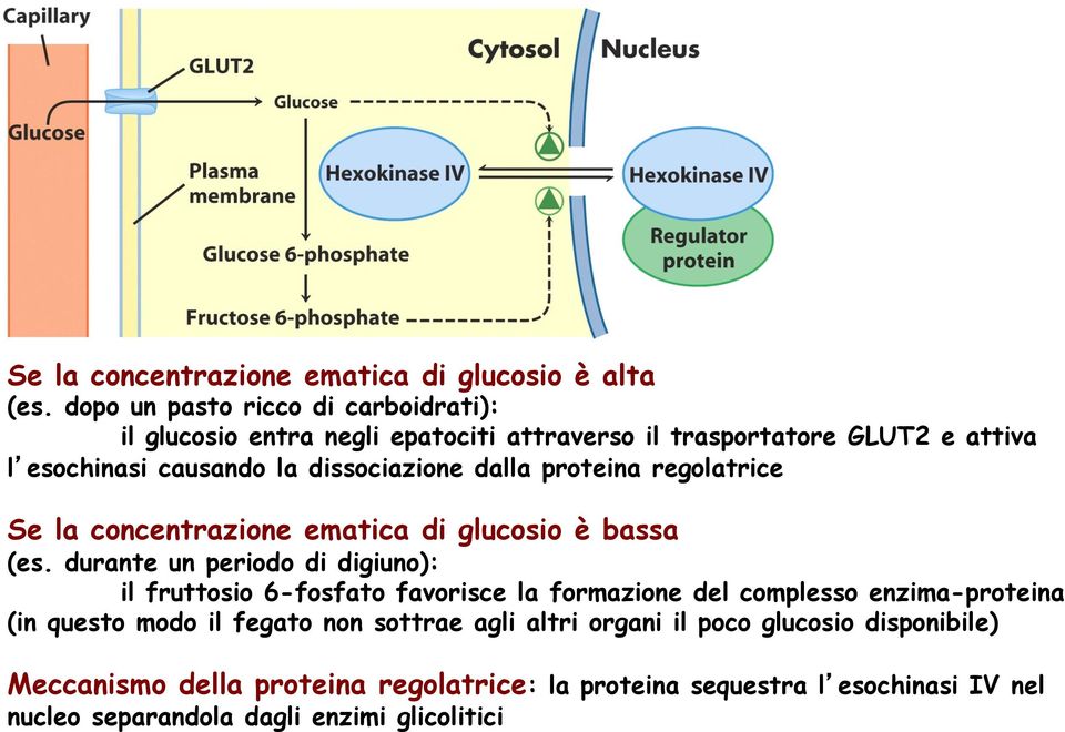 dissociazione dalla proteina regolatrice Se la concentrazione ematica di glucosio è bassa (es.