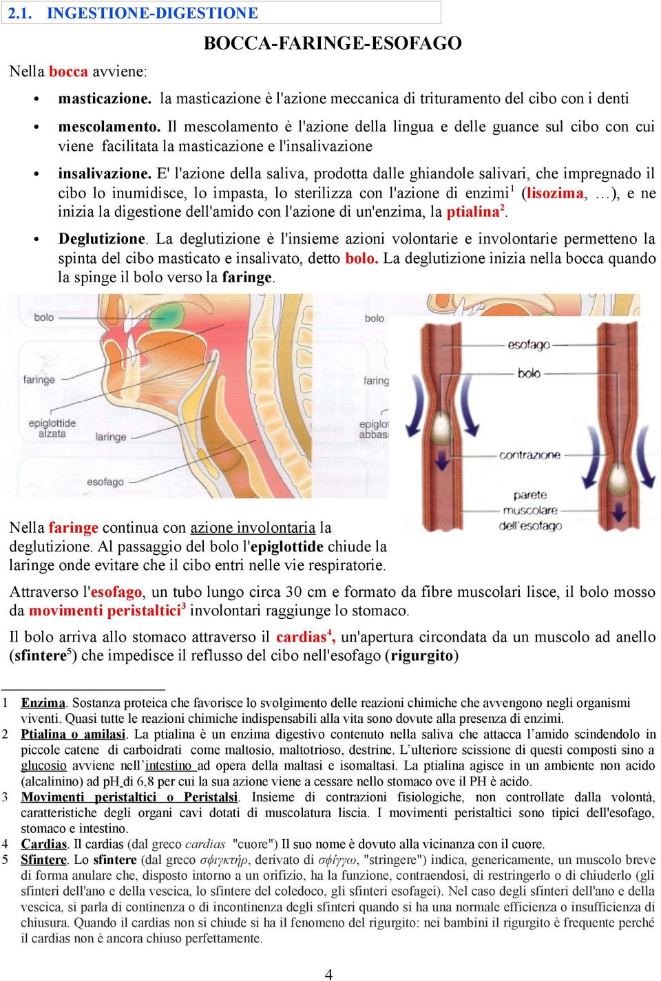 E' l'azione della saliva, prodotta dalle ghiandole salivari, che impregnado il cibo lo inumidisce, lo impasta, lo sterilizza con l'azione di enzimi 1 (lisozima, ), e ne inizia la digestione