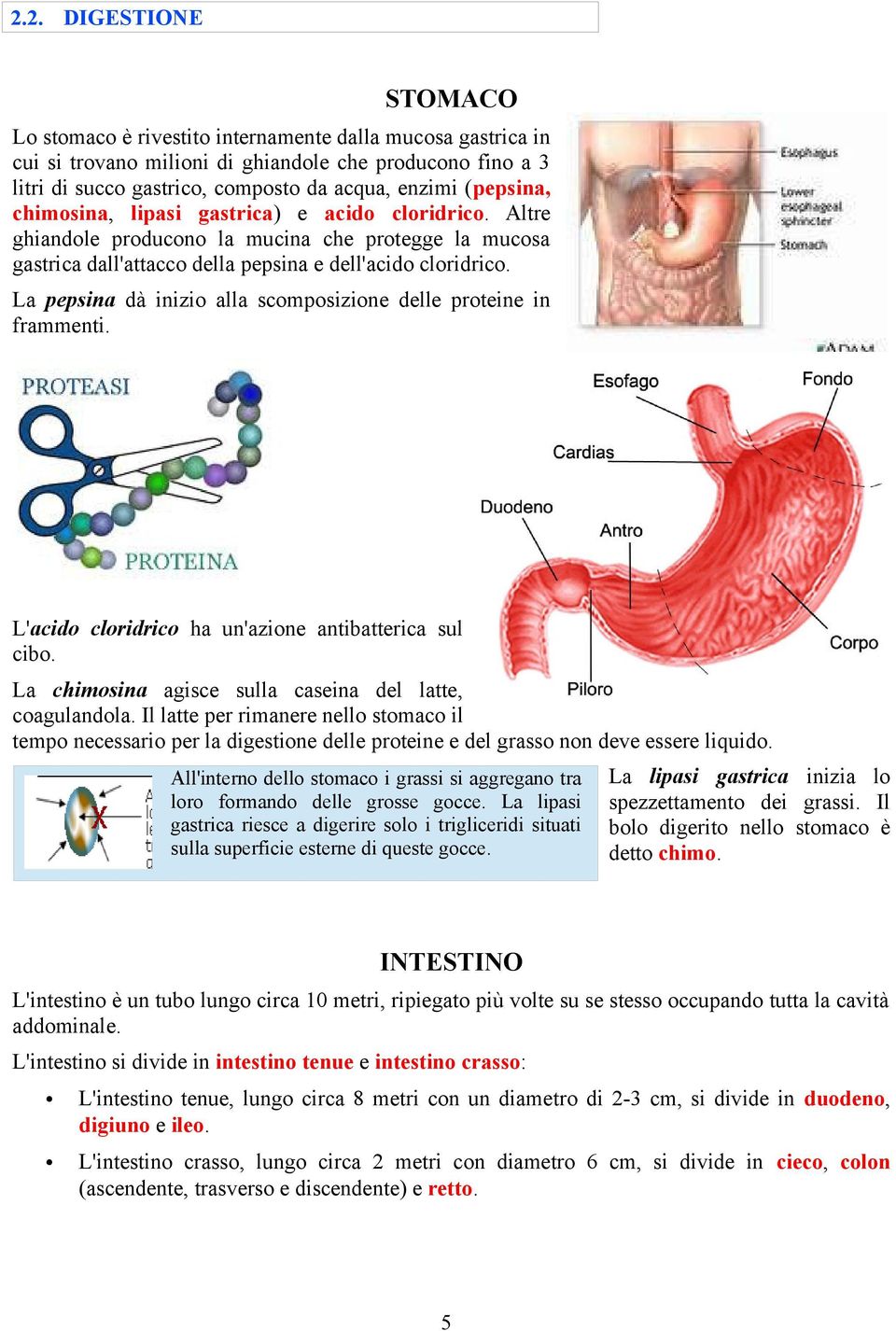 La pepsina dà inizio alla scomposizione delle proteine in frammenti. L'acido cloridrico ha un'azione antibatterica sul cibo. La chimosina agisce sulla caseina del latte, coagulandola.