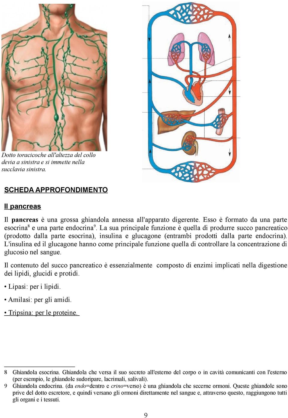 La sua principale funzione è quella di produrre succo pancreatico (prodotto dalla parte esocrina), insulina e glucagone (entrambi prodotti dalla parte endocrina).