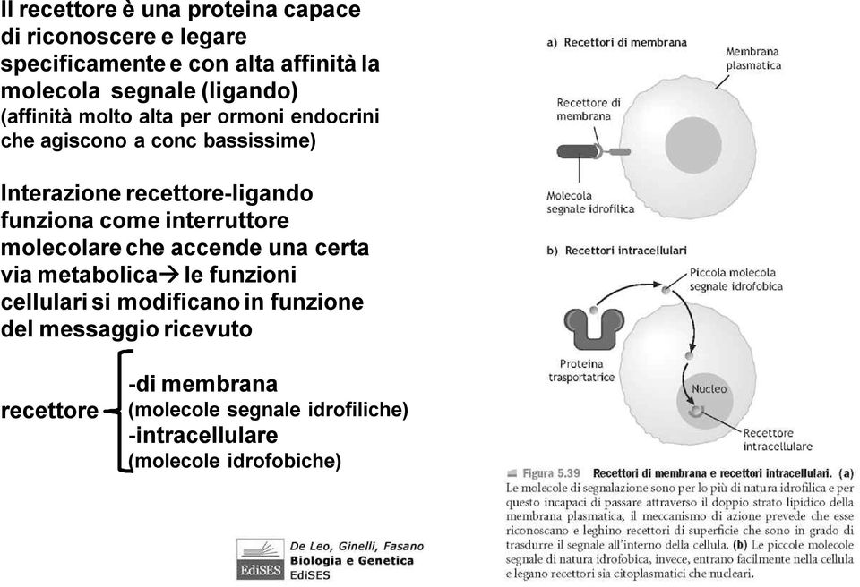 funziona come interruttore molecolare che accende una certa via metabolica le funzioni cellulari si modificano in