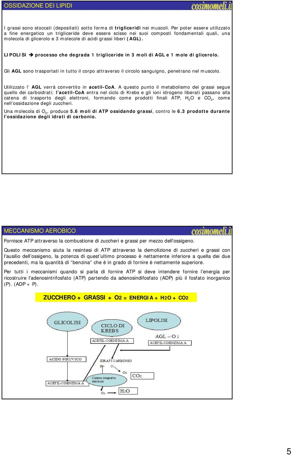 LIPOLISI processo che degrada 1 trigliceride in 3 moli di AGL e 1 mole di glicerolo. Gli AGL sono trasportati in tutto il corpo attraverso il circolo sanguigno, penetrano nel muscolo.