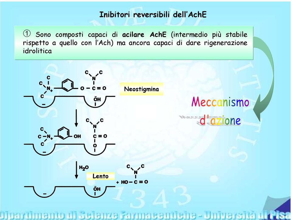 rispetto a quello con l Ach) ma ancora capaci