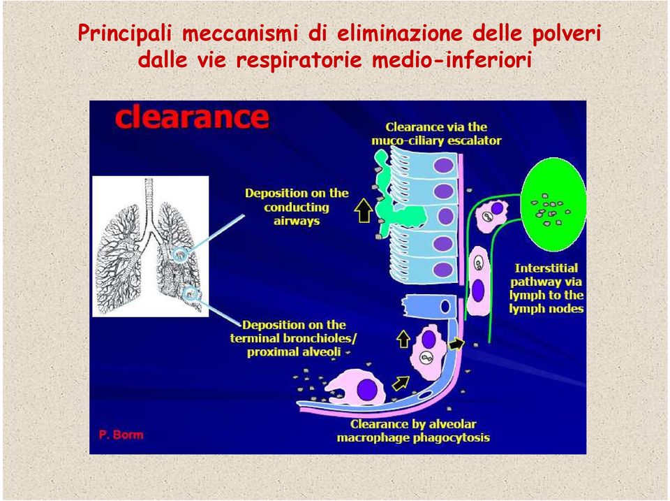 polveri dalle vie