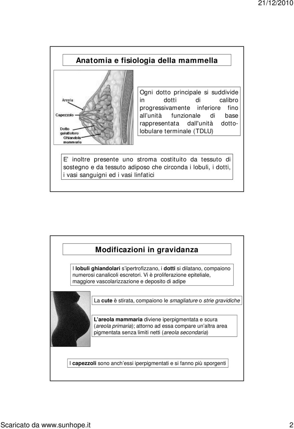 I lobuli ghiandolari s ipertrofizzano, i dotti si dilatano, compaiono numerosi canalicoli escretori.