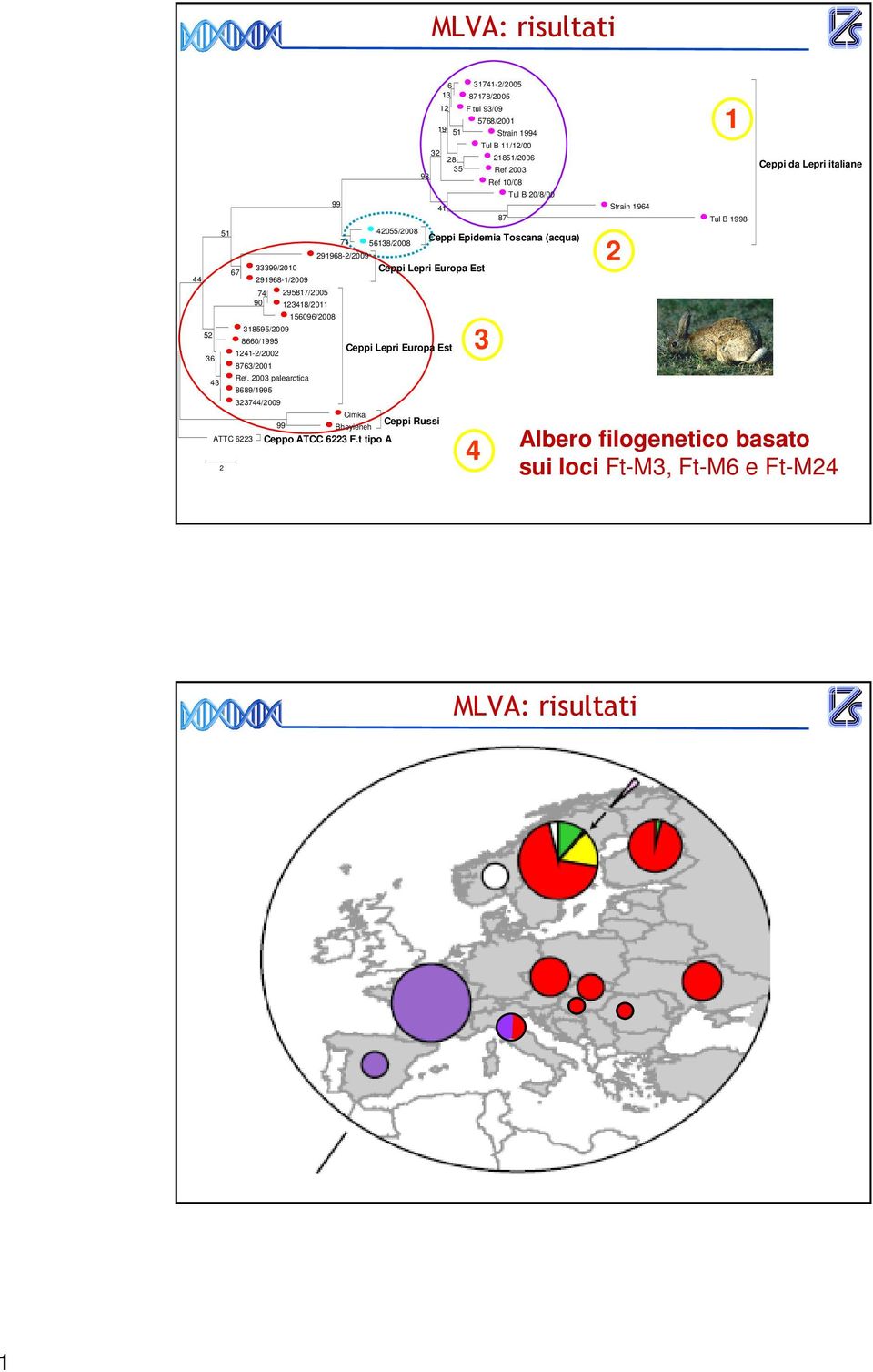 285/2006 Ref 2003 Ref 0/08 Tul B 20/8/00 Ceppi Epidemia Toscana (acqua) Ceppi Lepri Europa Est Ceppi Lepri Europa Est Cimka Ceppi Russi 99 Bheyieneh