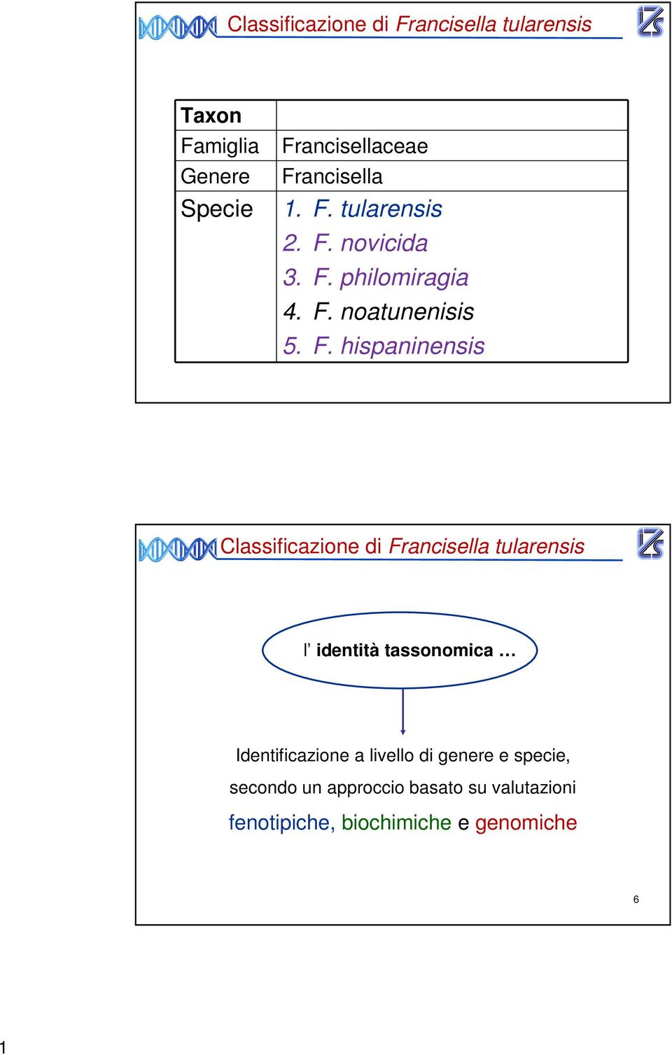 tularensis 2. F.