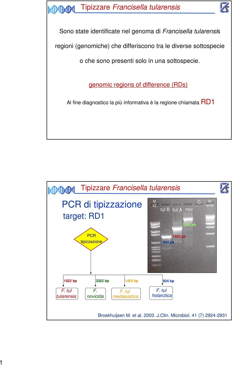 genomic regions of difference (RDs) Al fine diagnostico la più informativa è la regione chiamata RD Tipizzare Francisella tularensis di