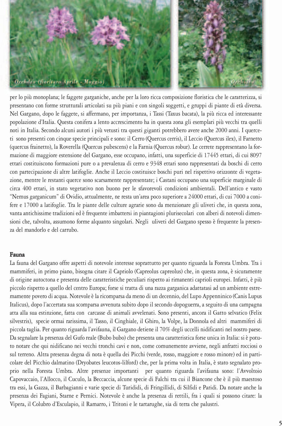 Questa conifera a lento accrescimento ha in questa zona gli esemplari più vecchi tra quelli noti in Italia. Secondo alcuni autori i più vetusti tra questi giganti potrebbero avere anche 2000 anni.