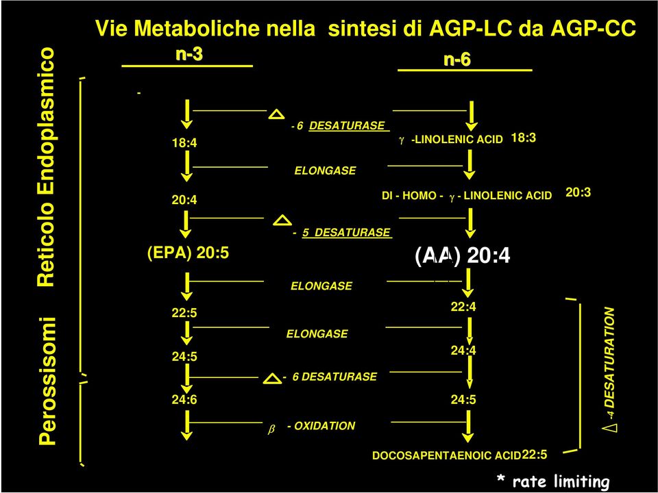 LINOLENIC ACID 20:3 (EPA) 20:5 (AA) a 20:4 ELONGASE a 22:5 24:5 ELONGASE - 5 DESATURASE * ELONGASE 22:4