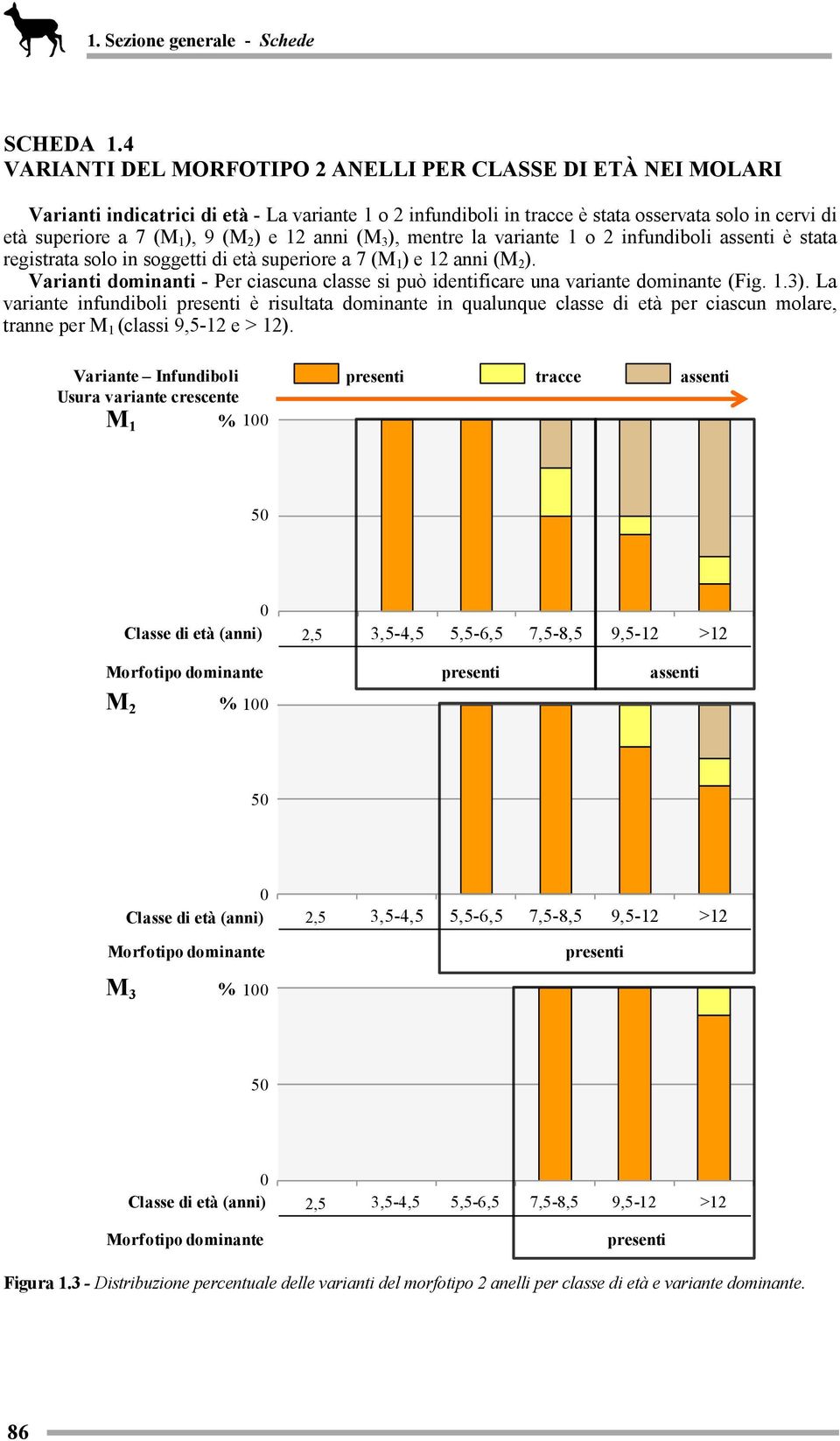 2 ) e 12 anni ( ), mentre la variante 1 o 2 infundiboli assenti è stata registrata solo in soggetti di età superiore a 7 (M 1 ) e 12 anni (M 2 ).