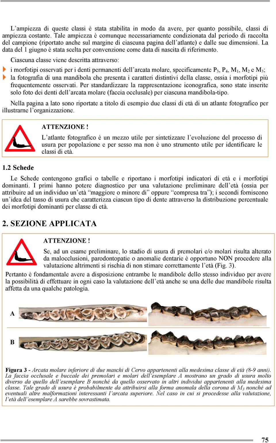 La data del 1 giugno è stata scelta per convenzione come data di nascita di riferimento.