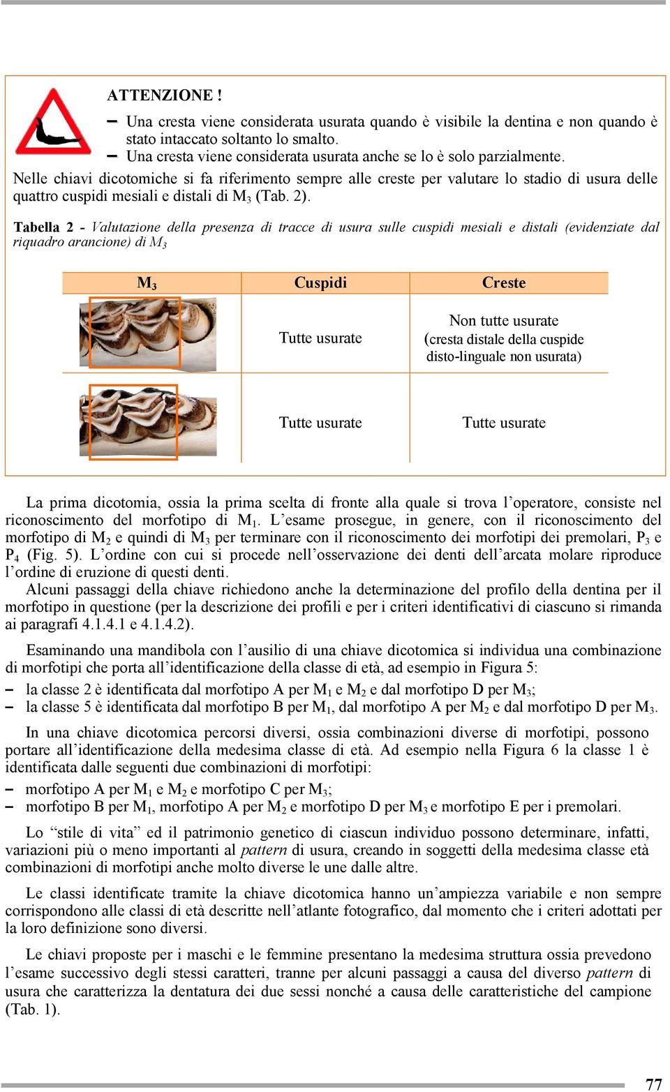 Tabella 2 - Valutazione della presenza di tracce di usura sulle cuspidi mesiali e distali (evidenziate dal riquadro arancione) di Cuspidi Creste Tutte usurate Non tutte usurate (cresta distale della