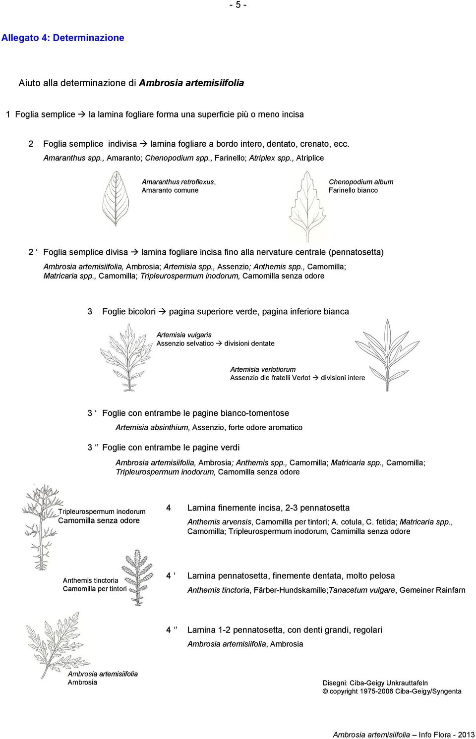 , Atriplice Amaranthus retroflexus, Amaranto comune Chenopodium album Farinello bianco 2 Foglia semplice divisa lamina fogliare incisa fino alla nervature centrale (pennatosetta) Ambrosia