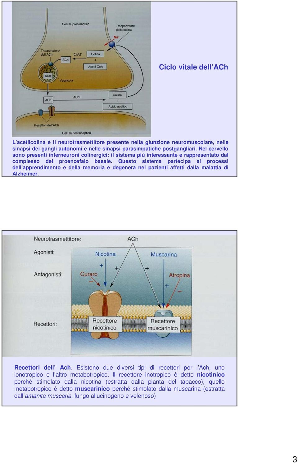 Questo sistema partecipa ai processi dell apprendimento e della memoria e degenera nei pazienti affetti dalla malattia di Alzheimer. Recettori dell Ach.