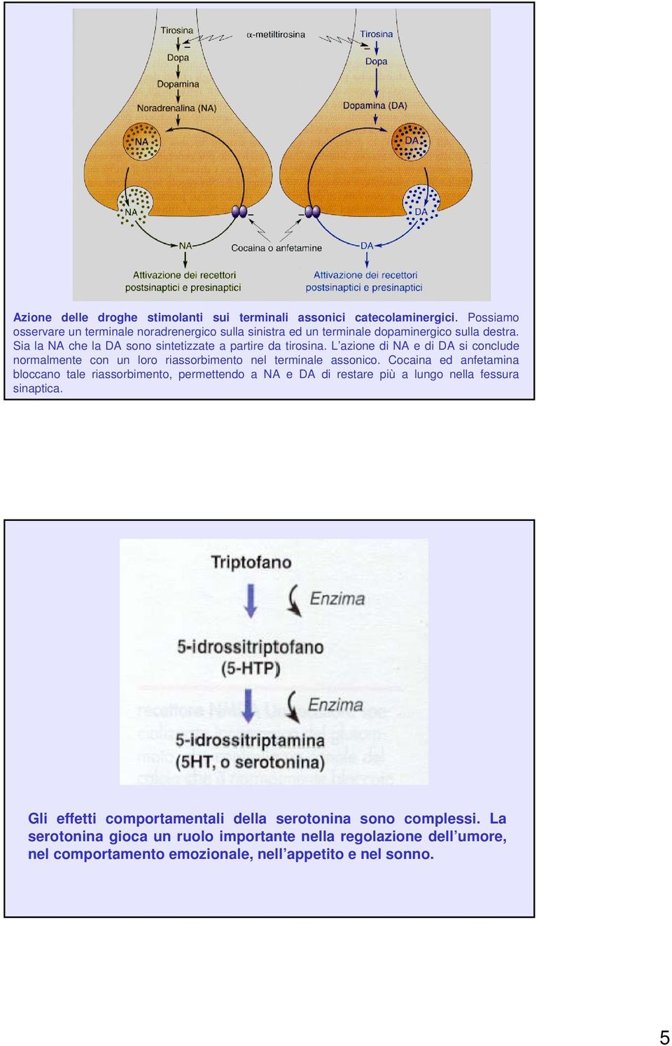Sia la NA che la DA sono sintetizzate a partire da tirosina. L azione di NA e di DA si conclude normalmente con un loro riassorbimento nel terminale assonico.
