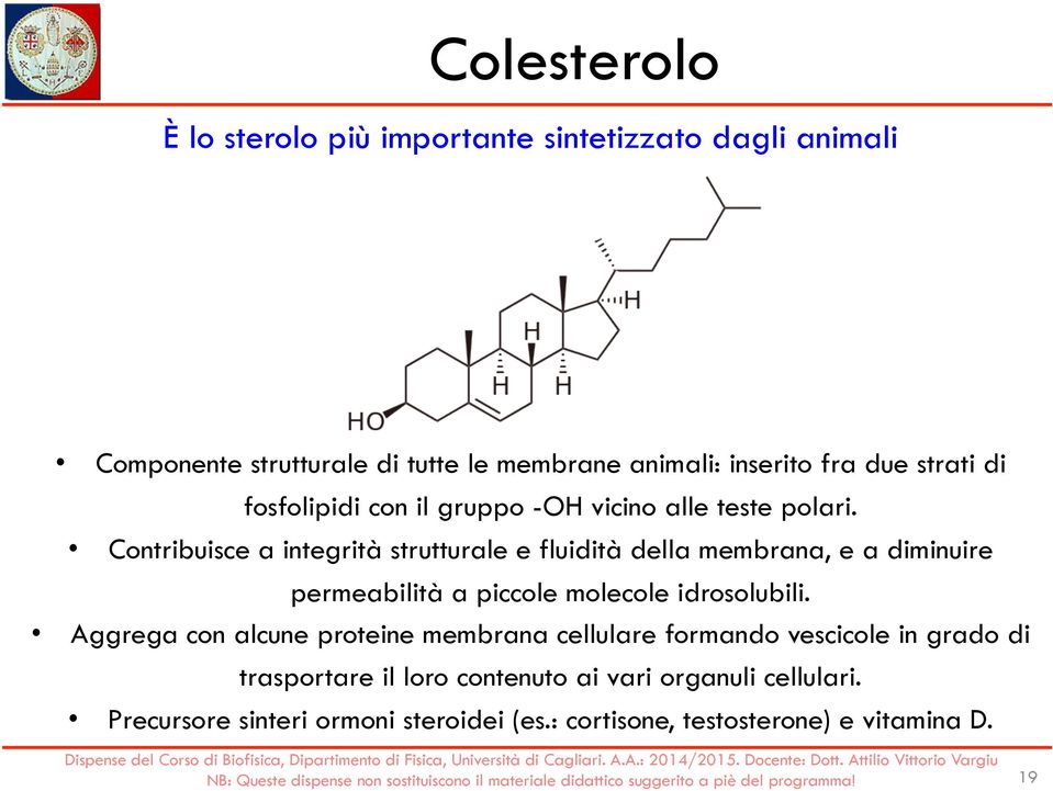 Contribuisce a integrità strutturale e fluidità della membrana, e a diminuire permeabilità a piccole molecole idrosolubili.