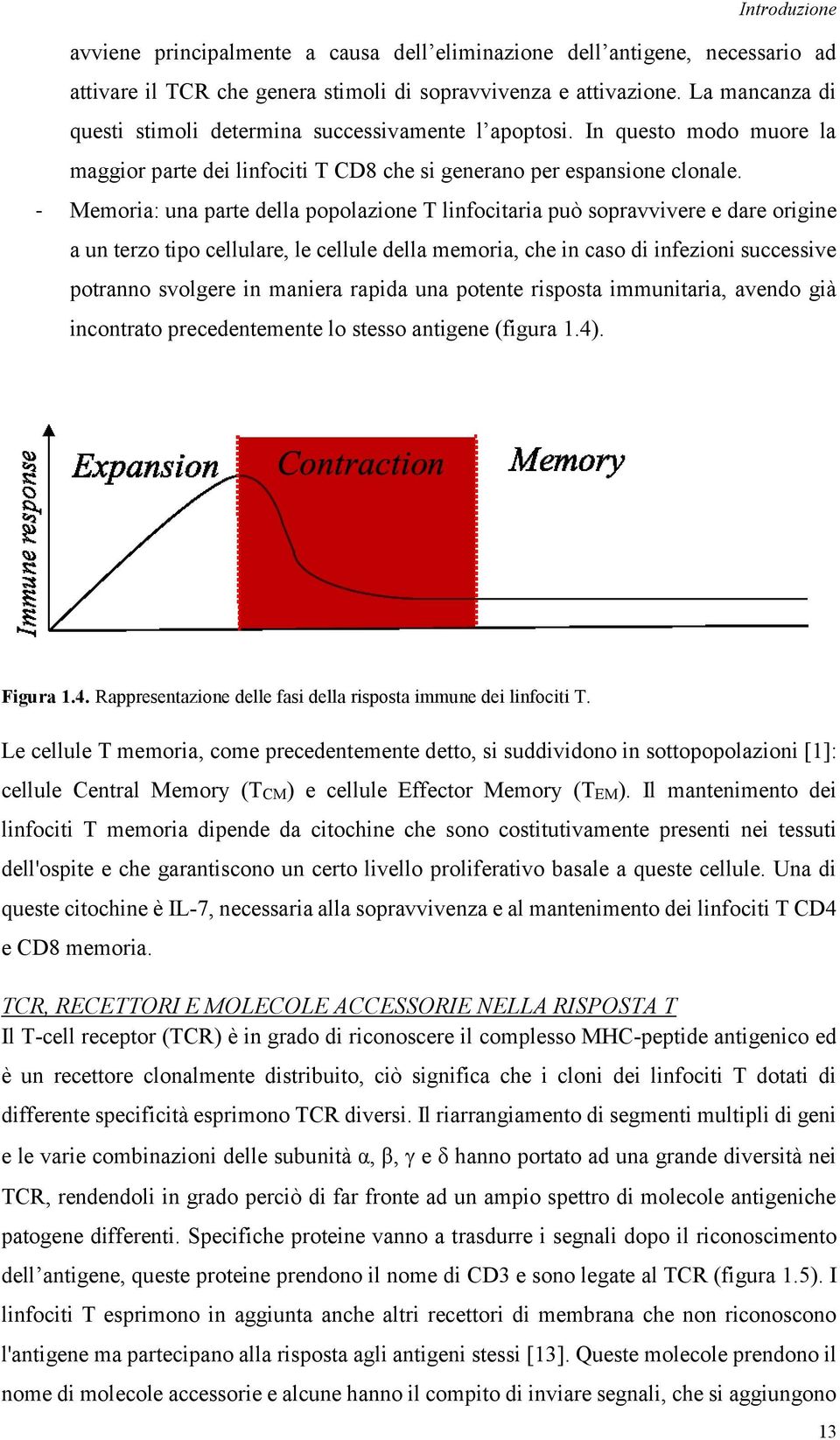 - Memoria: una parte della popolazione T linfocitaria può sopravvivere e dare origine a un terzo tipo cellulare, le cellule della memoria, che in caso di infezioni successive potranno svolgere in