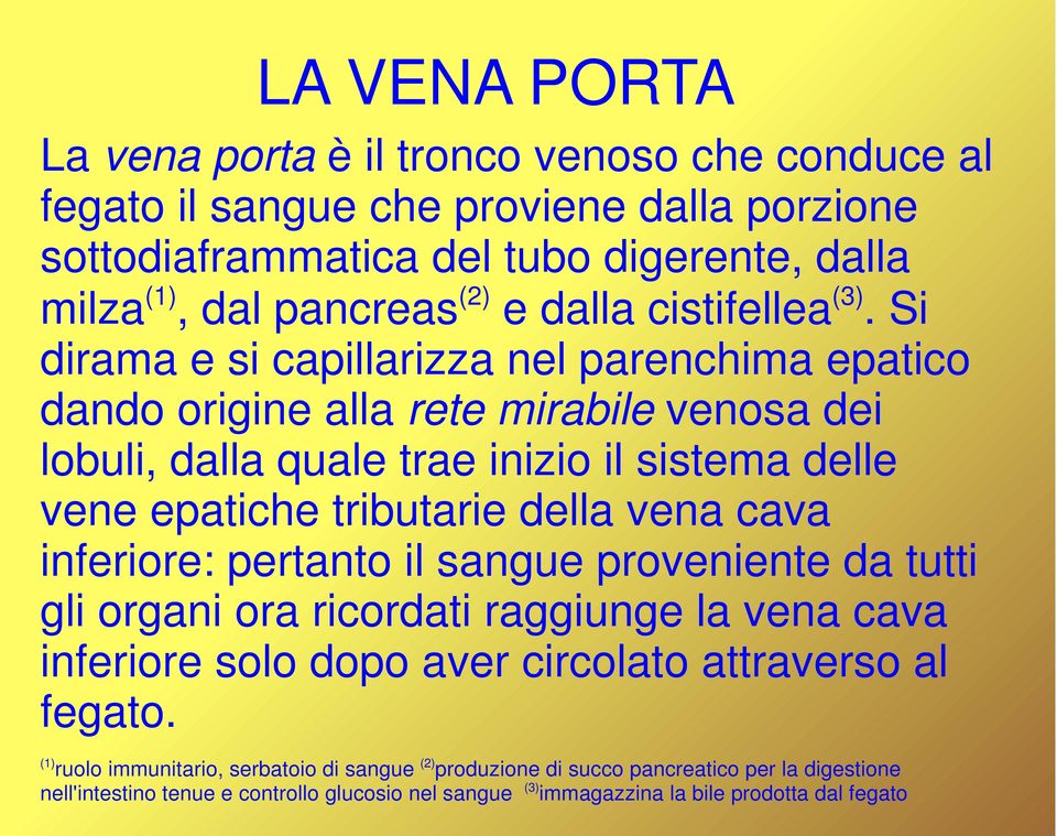 Si dirama e si capillarizza nel parenchima epatico dando origine alla rete mirabile venosa dei lobuli, dalla quale trae inizio il sistema delle vene epatiche tributarie della vena cava