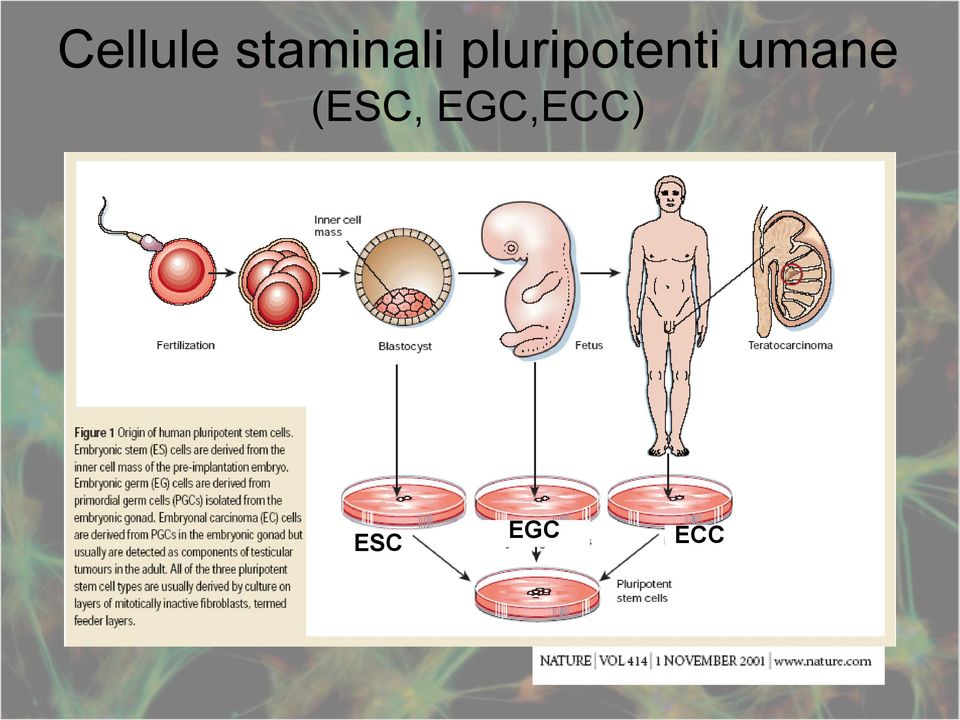 pluripotenti