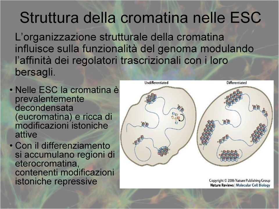 Nelle ESC la cromatina è prevalentemente decondensata (eucromatina) e ricca di modificazioni istoniche