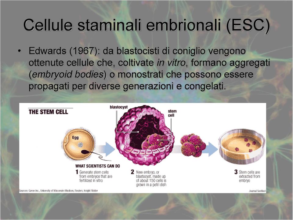 coltivate in vitro, formano aggregati (embryoid bodies) o