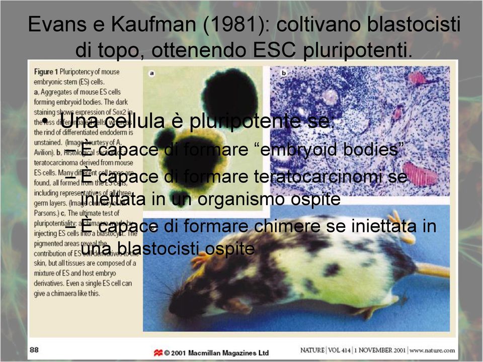 Una cellula è pluripotente se: È capace di formare embryoid bodies È