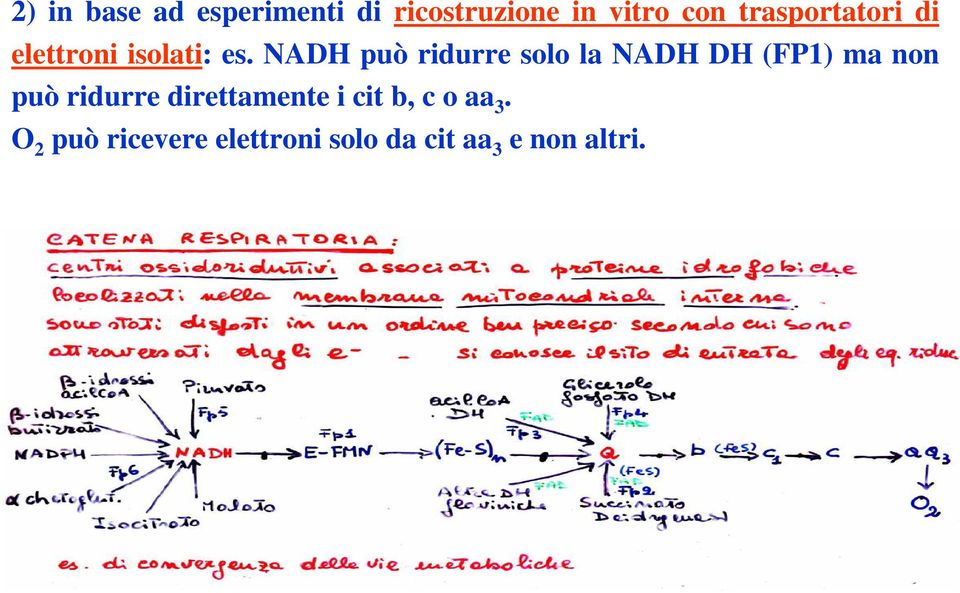 NADH può ridurre solo la NADH DH (FP1) ma non può ridurre