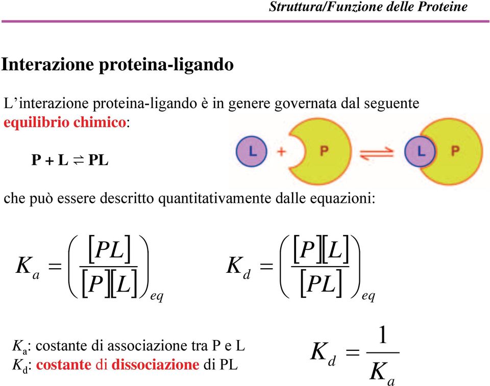 essere descritto quantitativamente dalle equazioni: K a = [ PL] [ P][ L] eq K d = [ P][