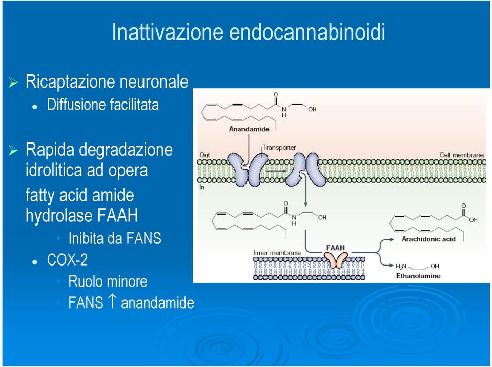 acid amide hydrolase FAAH Inibita da FANS COX-2