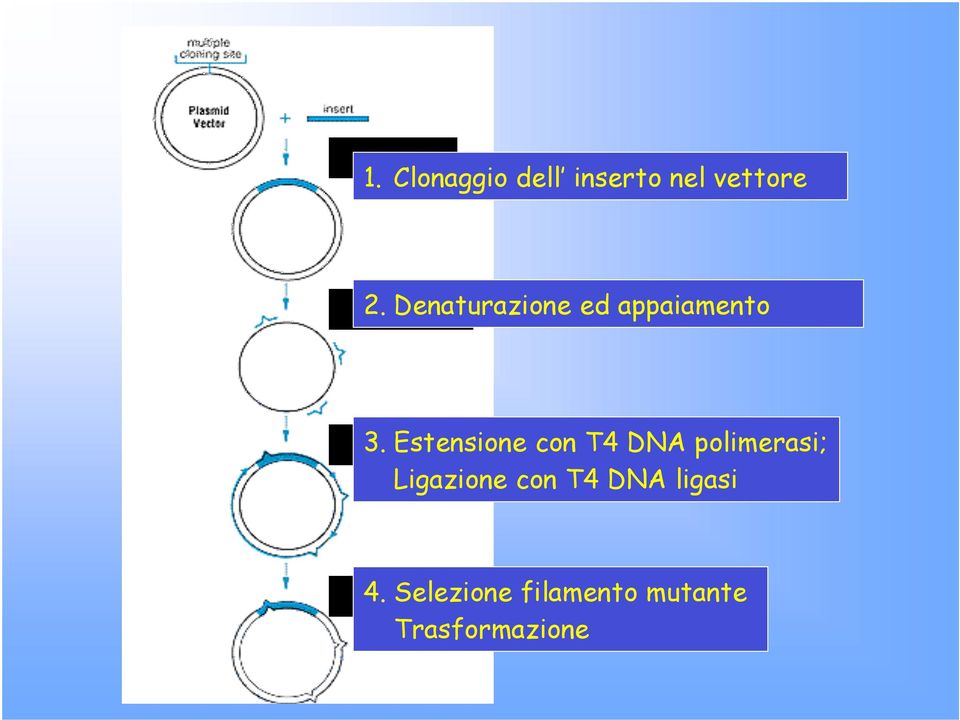 Estensione con T4 DNA polimerasi; Ligazione