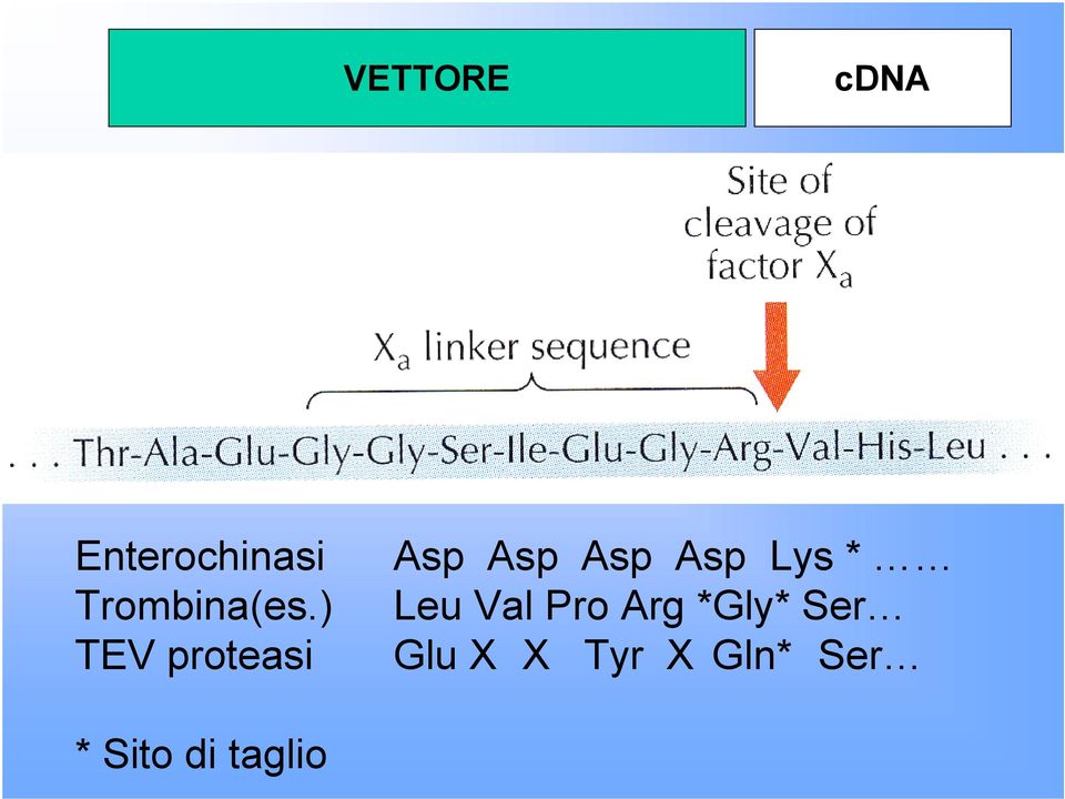 ) TEV proteasi Asp Asp Asp Asp Lys