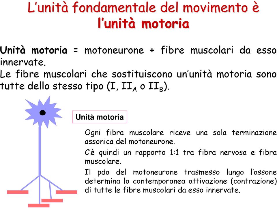 Unità motoria Ogni fibra muscolare riceve una sola terminazione assonica del motoneurone.
