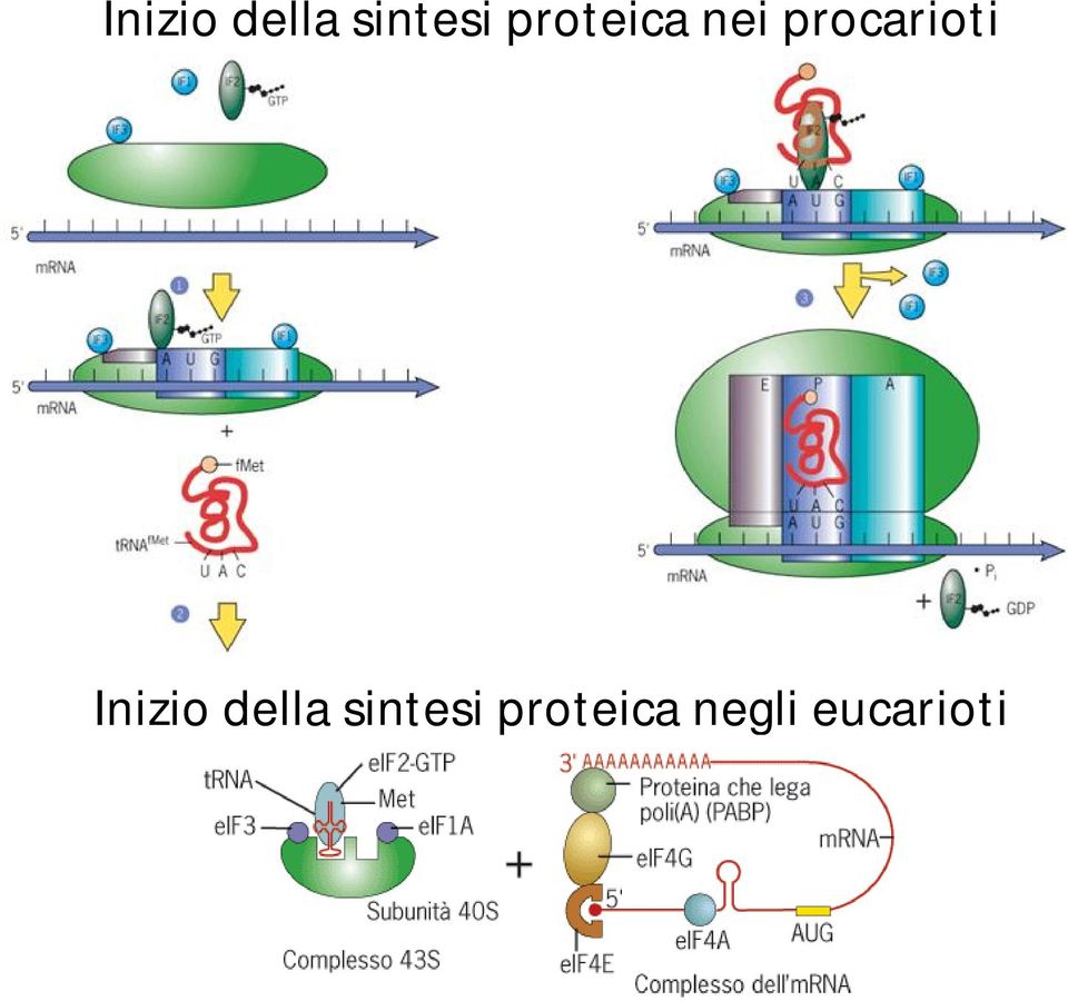 procarioti  proteica