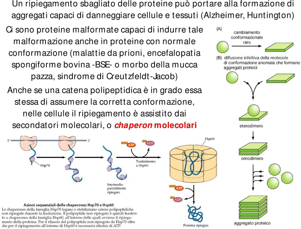 prioni, encefalopatia spongiforme bovina -BSE- o morbo della mucca pazza, sindrome di Creutzfeldt-Jacob) Anche se una catena polipeptidica